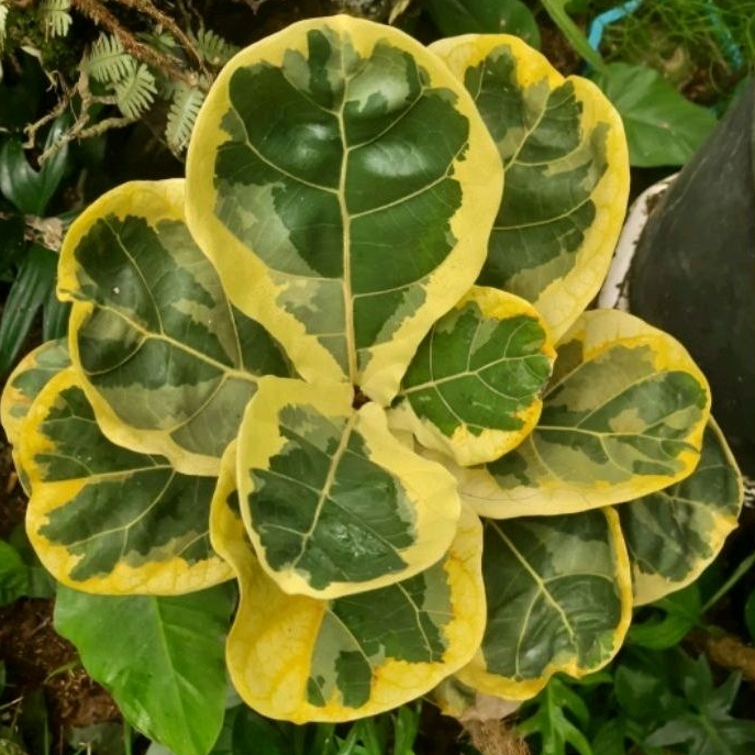 ketapang biola varigata - tanaman hias Ketapang biola varigata