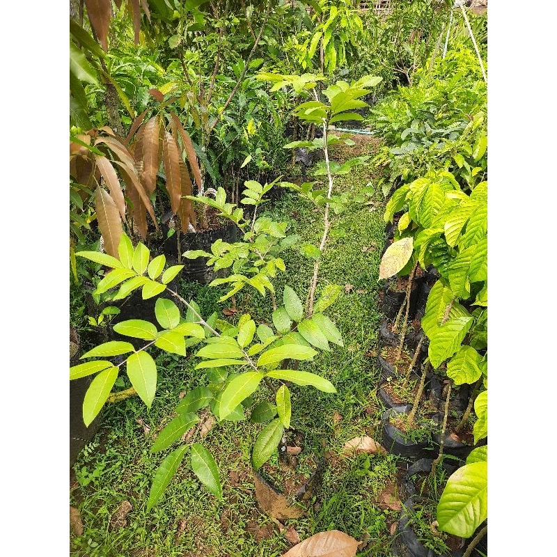 Indukan Kelengkeng Matalada PERNAH BERBUAH BATANG BESAR