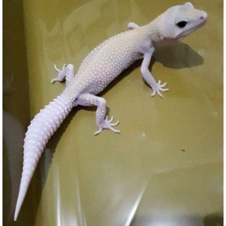 Custom Order Gecko Blizzard