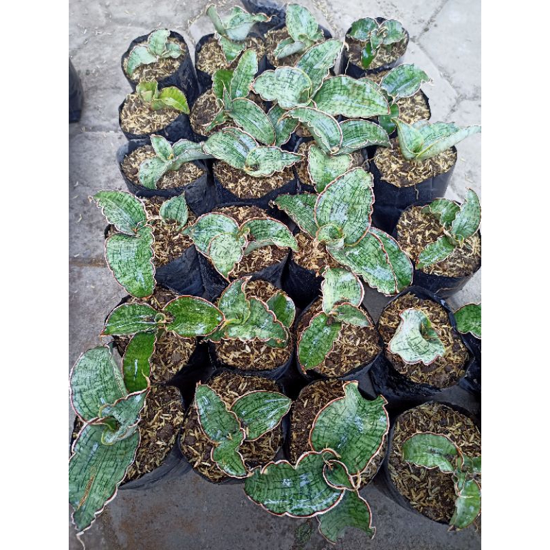 sensivera silver blue