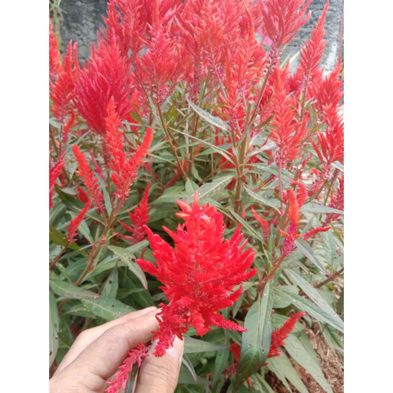 Tanaman Hias Celosia Jengger Ayam, Bibit Tanaman Celosia