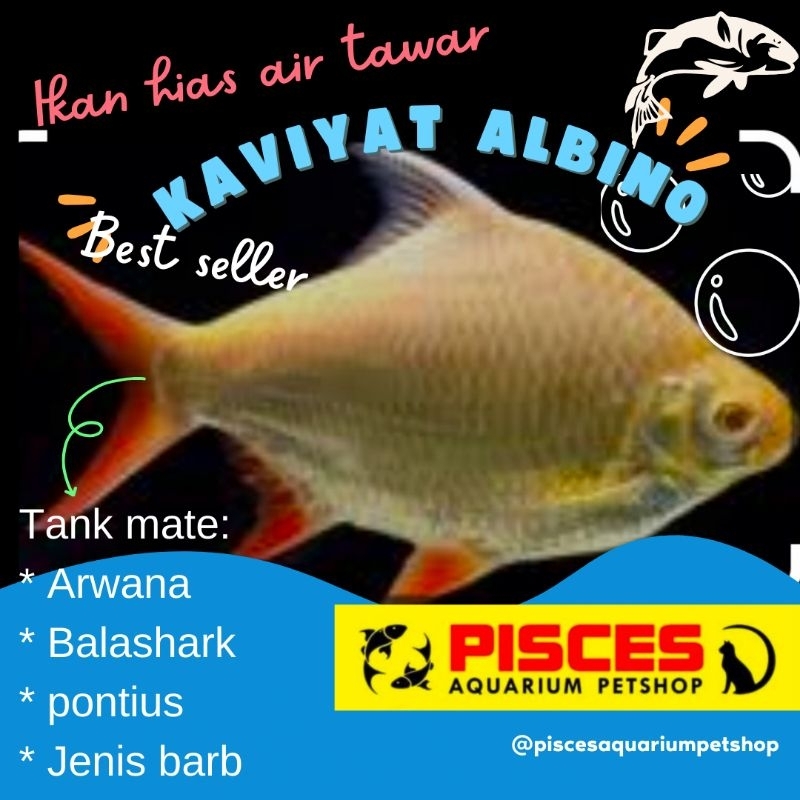 Ikan hias Kaviat albino