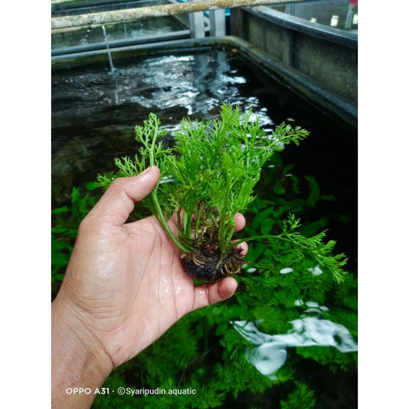 pakis air tanaman aquascape media wabikusa