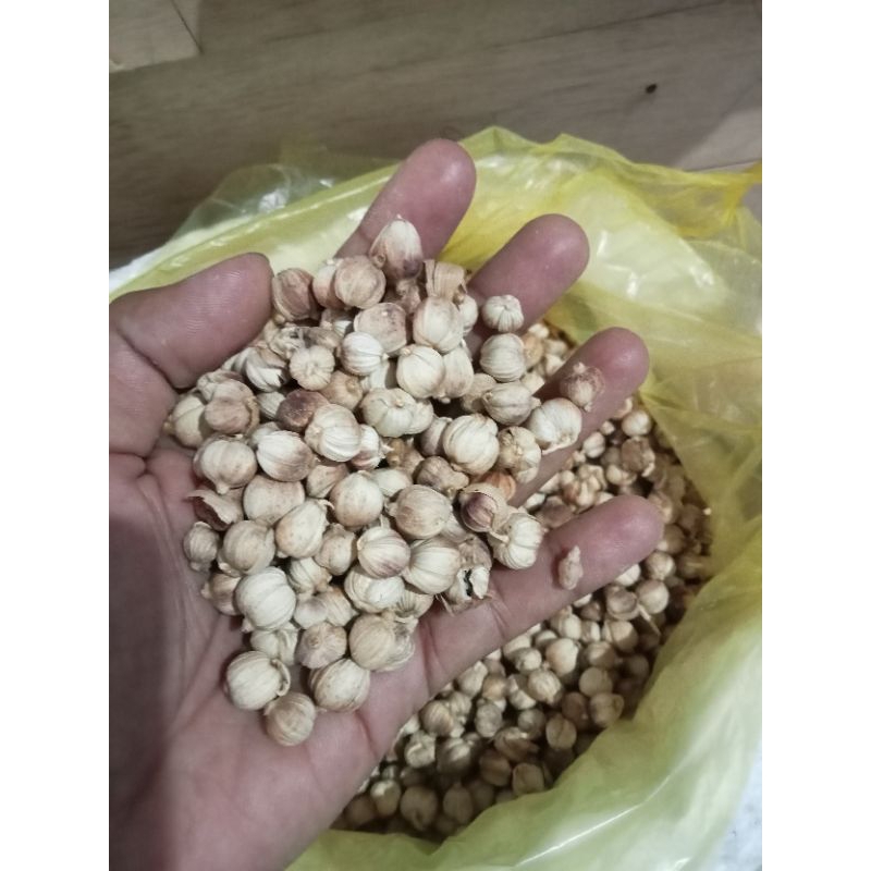 

KAPULAGA BUMBU MASAK KAPULAGA REMPAH REMPAH