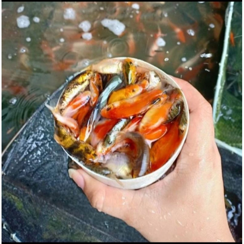 Ikan Mas Pakan Predator 1 liter