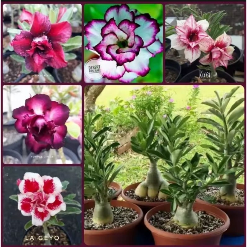 tanaman hias adenium paket 6pohon - adenium bunga tumpuk - paket bunga adenium