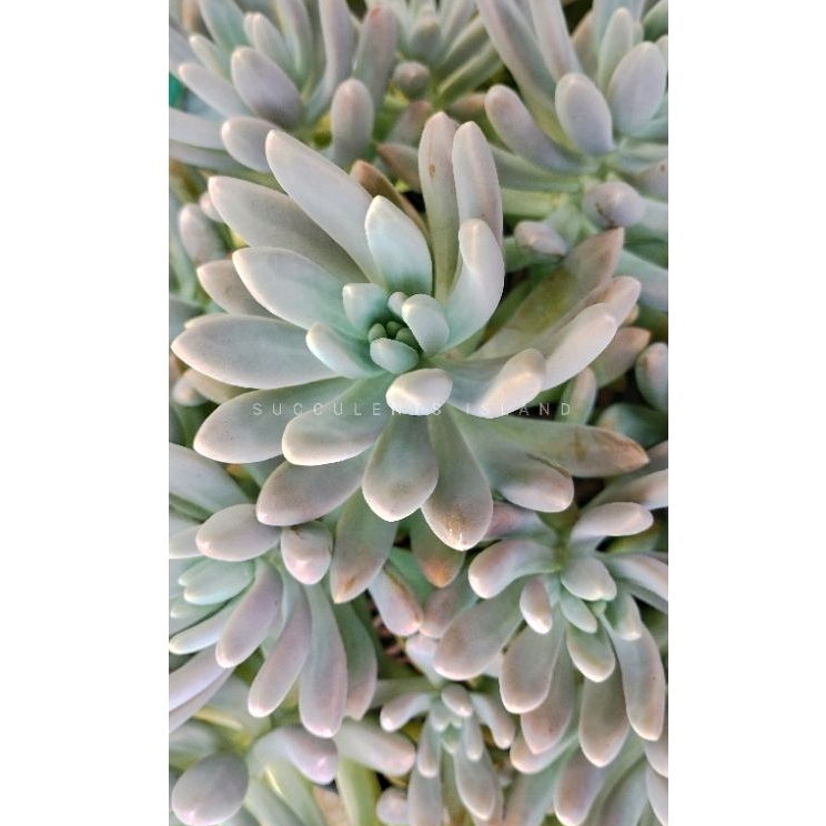 Tanaman Hias Kaktus Sukulen / Sukulen Graptosedum Francesco Baldi / Sekulen Asli Bukan Imitasi