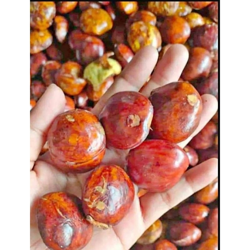 

JENGKOL Tua Fresh petik 1KG Lokal asli Pati