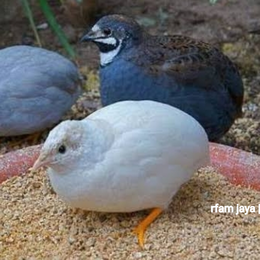 PUYUH BATU HIAS SEPASANG BURUNG KANDANG AVIARY GRAB GOJEK ONLY