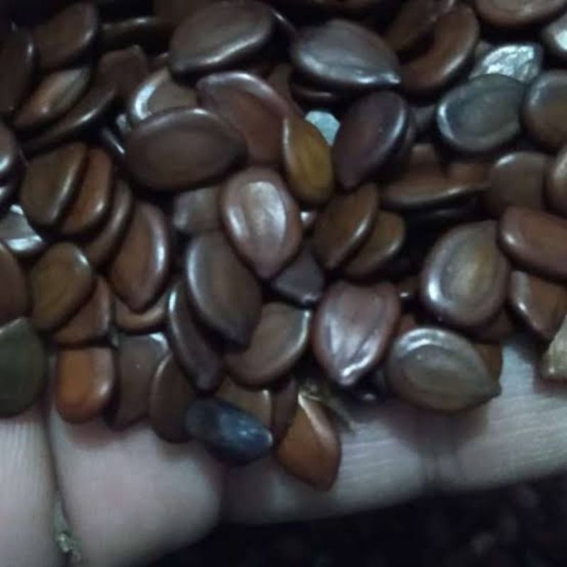 

Biji Lamtoro Taramba Super 1kg, 500g, 250g, 100g, 50g