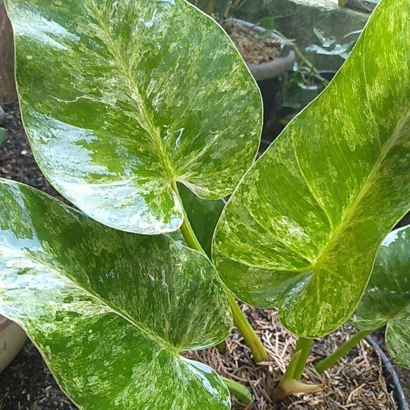 Gigantium marble variegata