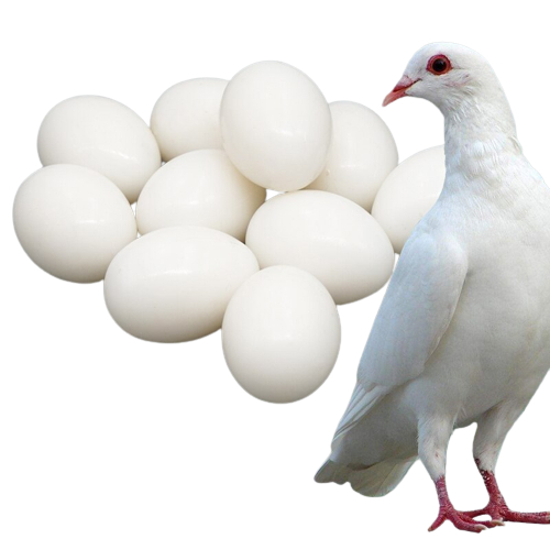 Termurah Telur Palsu Merpati Ayam Kate dan Aneka Burung bahan solid