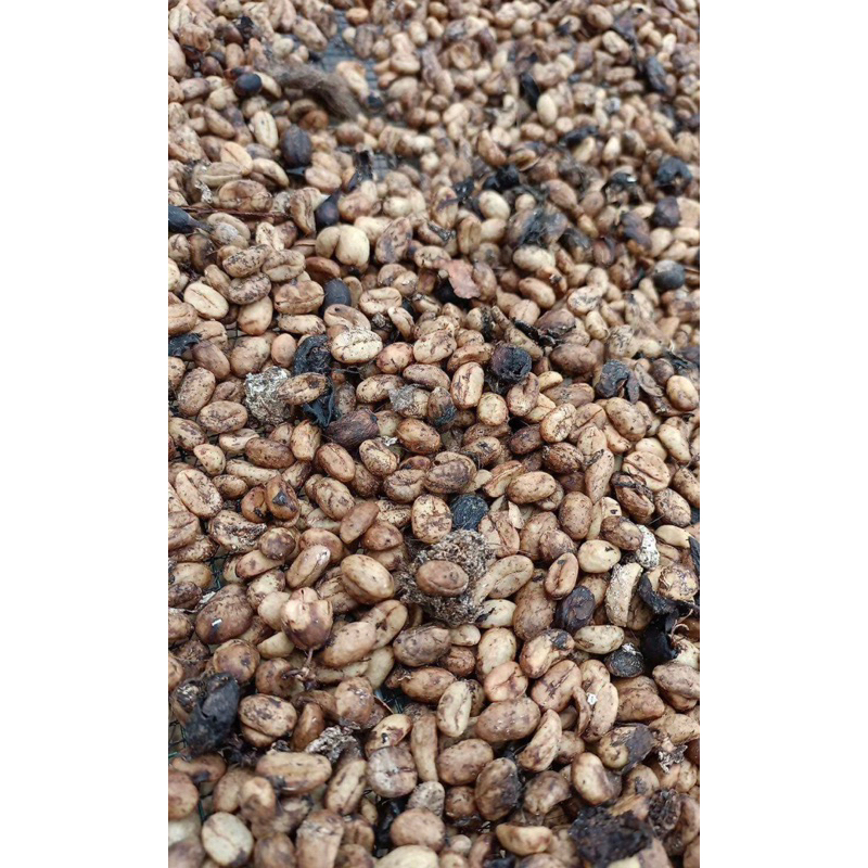 

Kopi Luwak TERNAK Fases Arabica Asli kemasan 100 gram / Kopi Luwak Asli