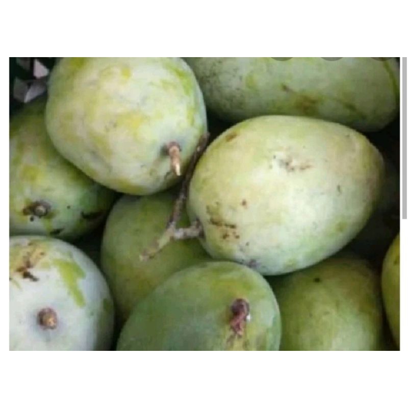 

Pencit / Mangga Muda Fresh