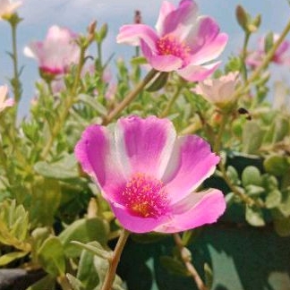 Krokot duna malinda 28