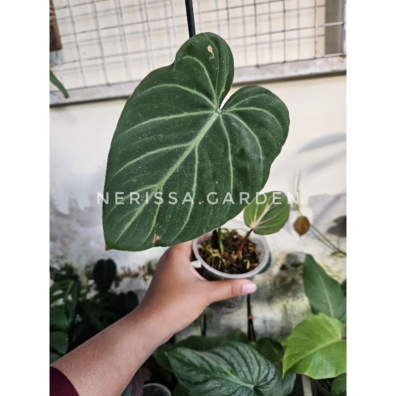 philodendron gloriosum white vein