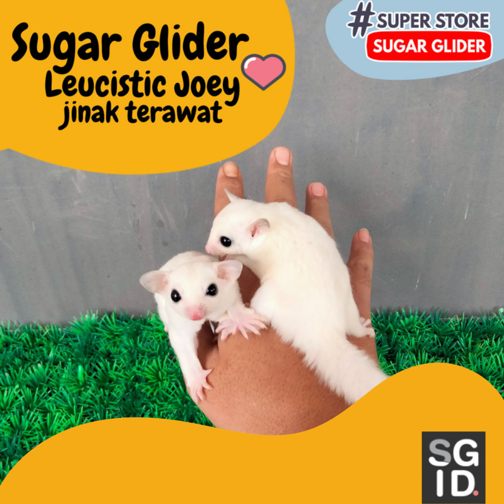 Sugar Glider Leucistic Joey Jinak Putih Bersih Murah