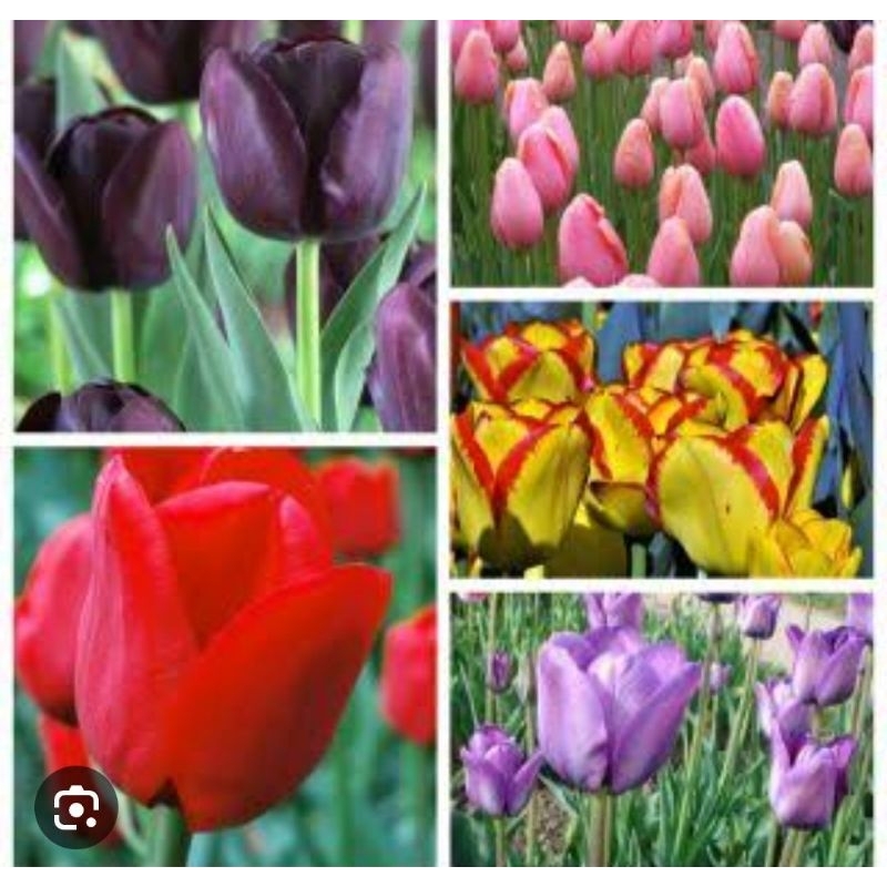 PROMO PAKET 6 TANAMAN HIAS umbi tulip import bunga warna warni bukan benih