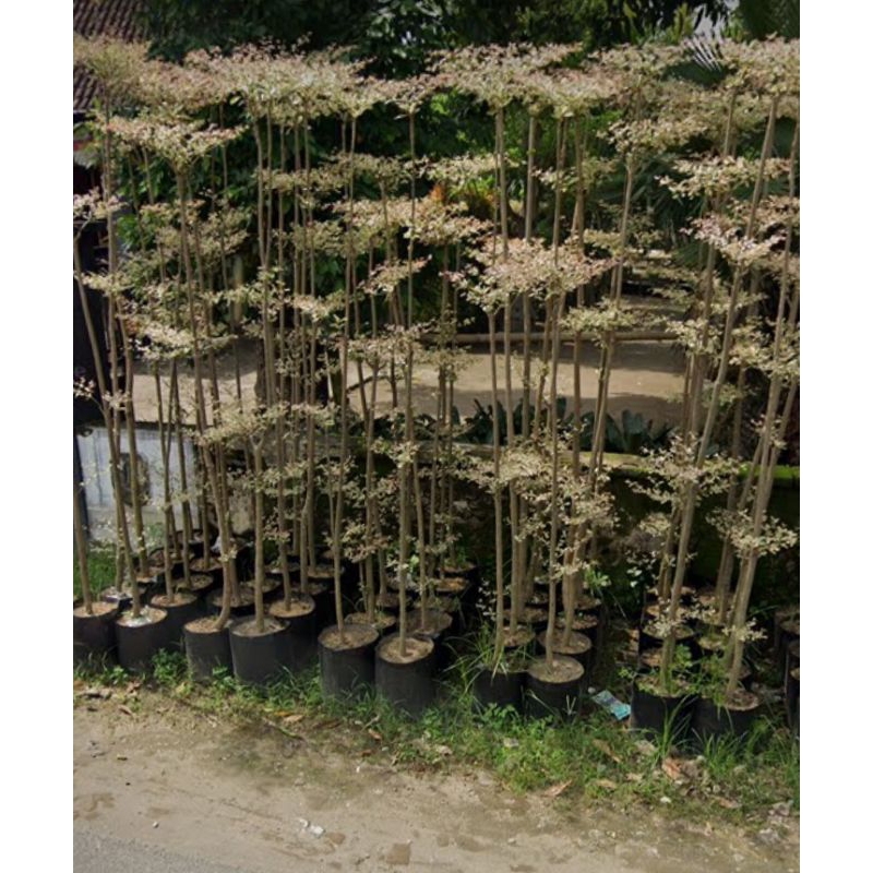 ketapang kencana varigata