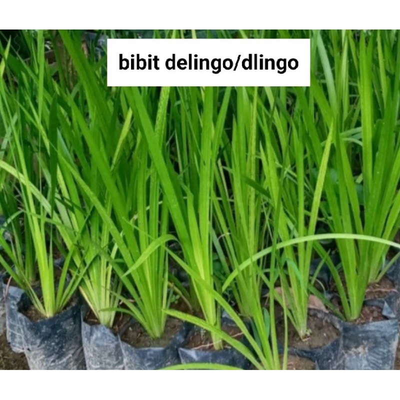 bibit tanaman herbal berkhasiat,dlingo,bawang Dayak,binahong