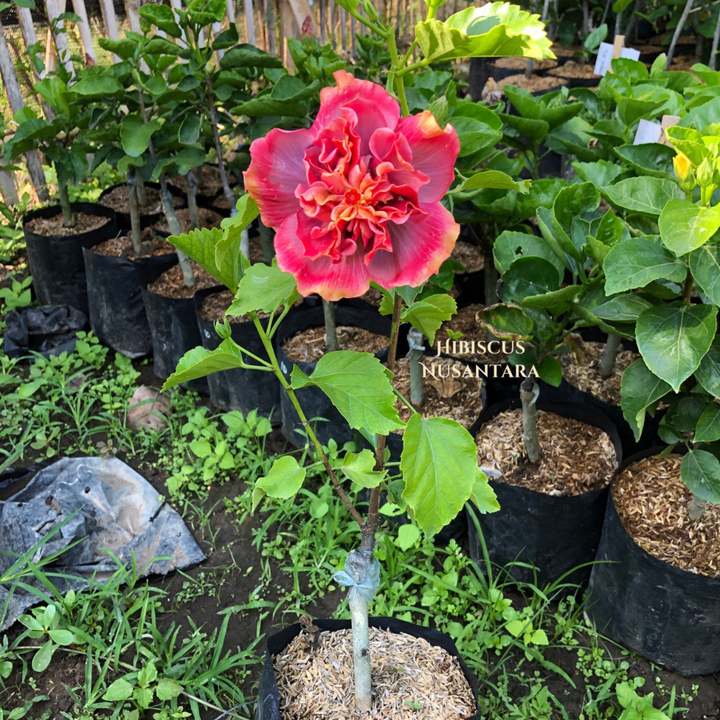 Tanaman Hibiscus SSL Lam Tin Warm Day Tumpuk Import Hibiscus Nusantara CODE 016