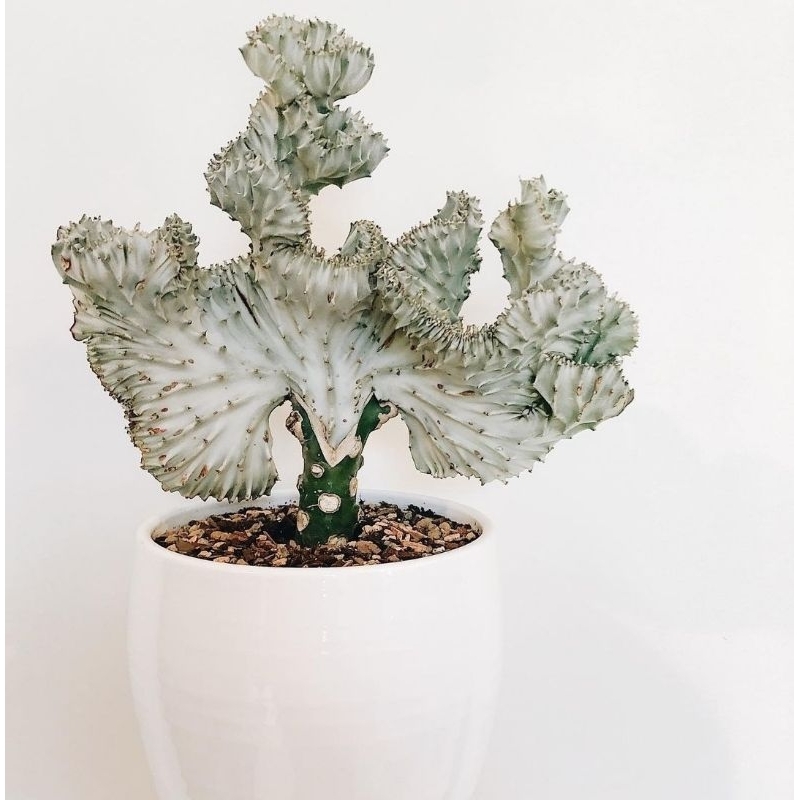 Euphorbia lactea kristata varigata
