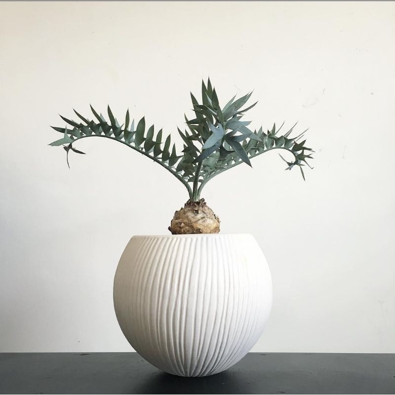 Encephalartos horridus dari biji