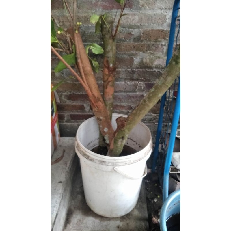 Fresh Cangkok Jambu Madu Deli Batang Super Besar