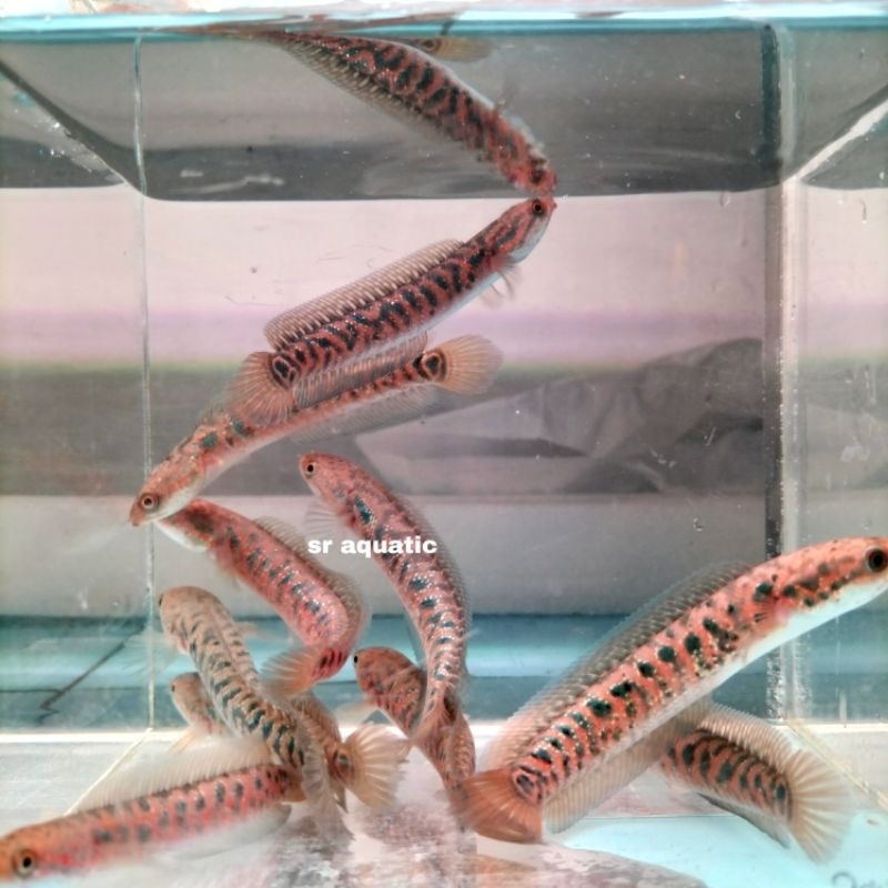 Channa RSP kalimaya ikan channa red spot kalimaya hiasan aquarium