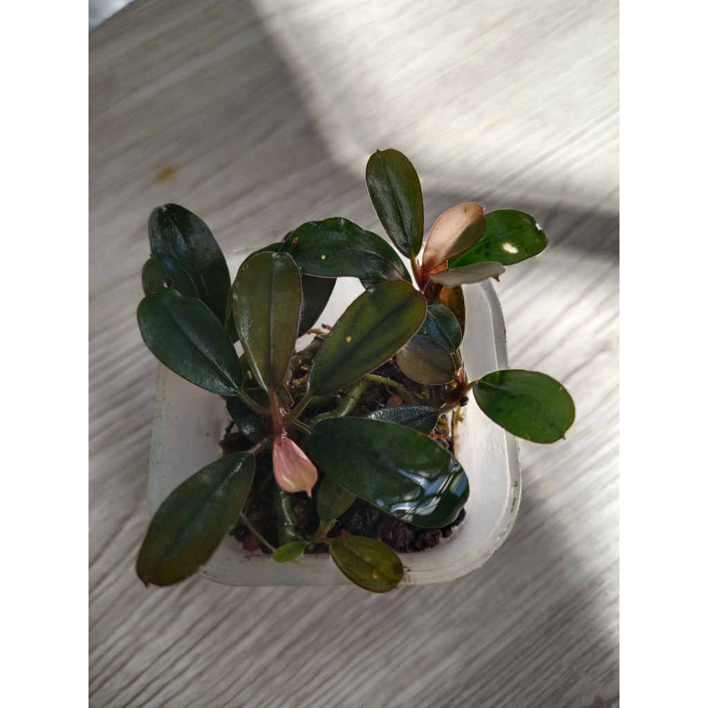 Bucephalandra Brownie Phoenix