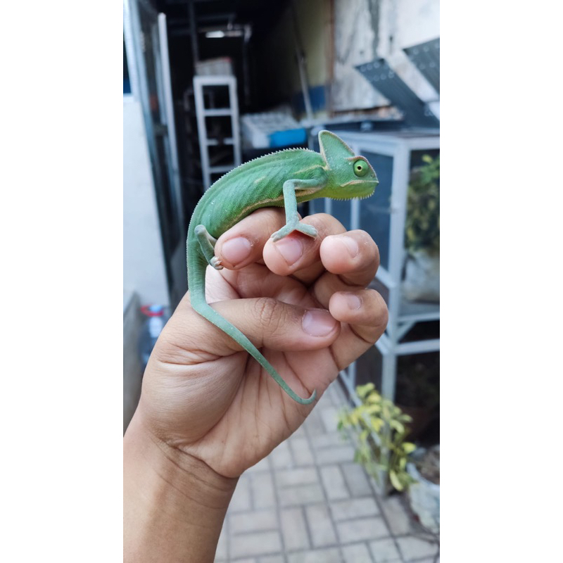 veiled chameleon baby up