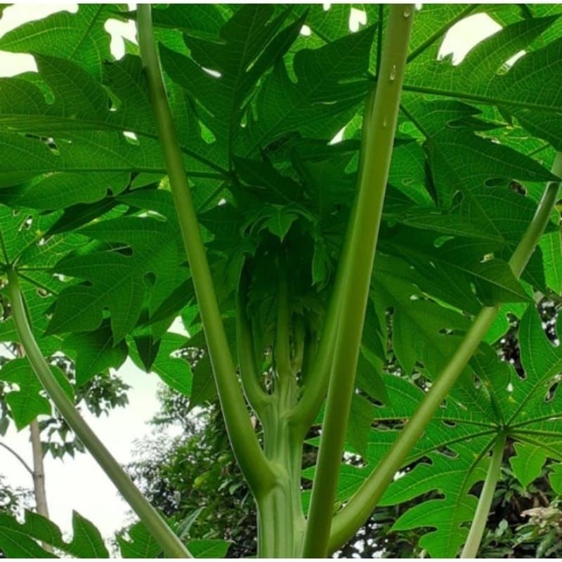 

daun pepaya segar