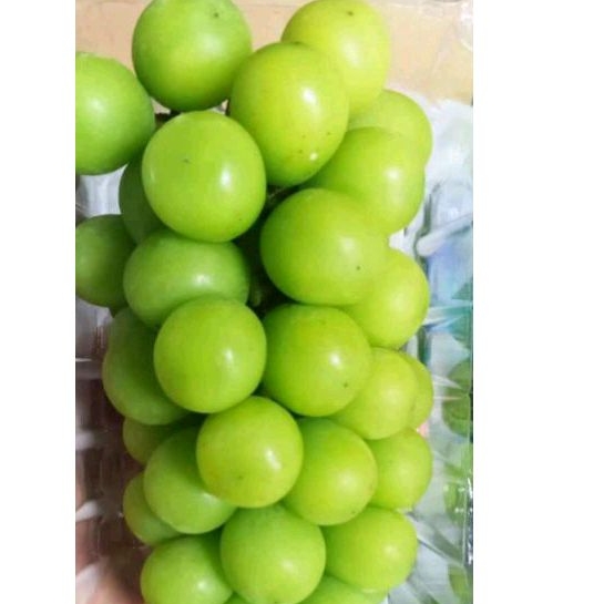 

anggur hijau manis banget 500 gr