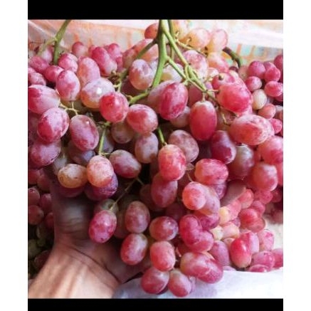 

anggur mini 500 gr Rp 40.000