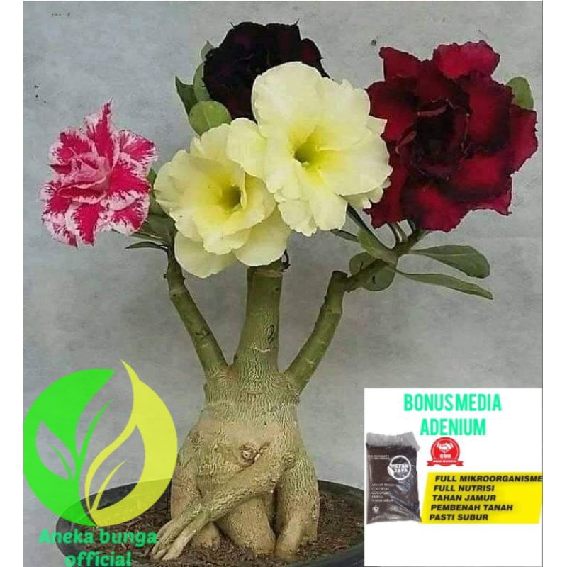 ( Adenium tumpuk + media tanam ) Bunga adenium tumpuk 4 warna / Kamboja jepang tumpuk / Kamboja mini
