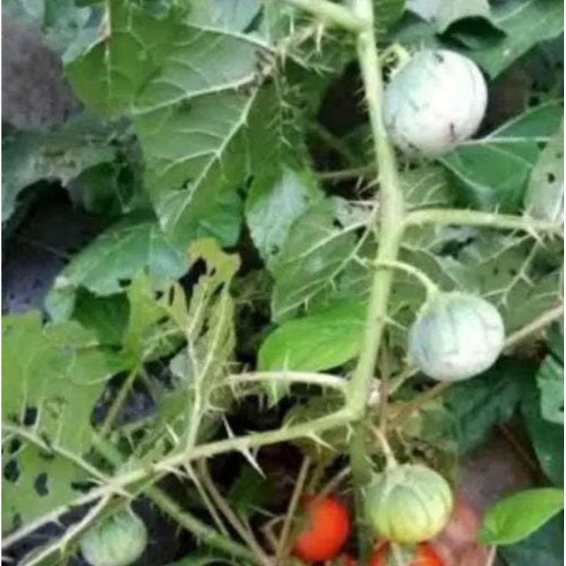 

Buah terong pari segar 250 gram