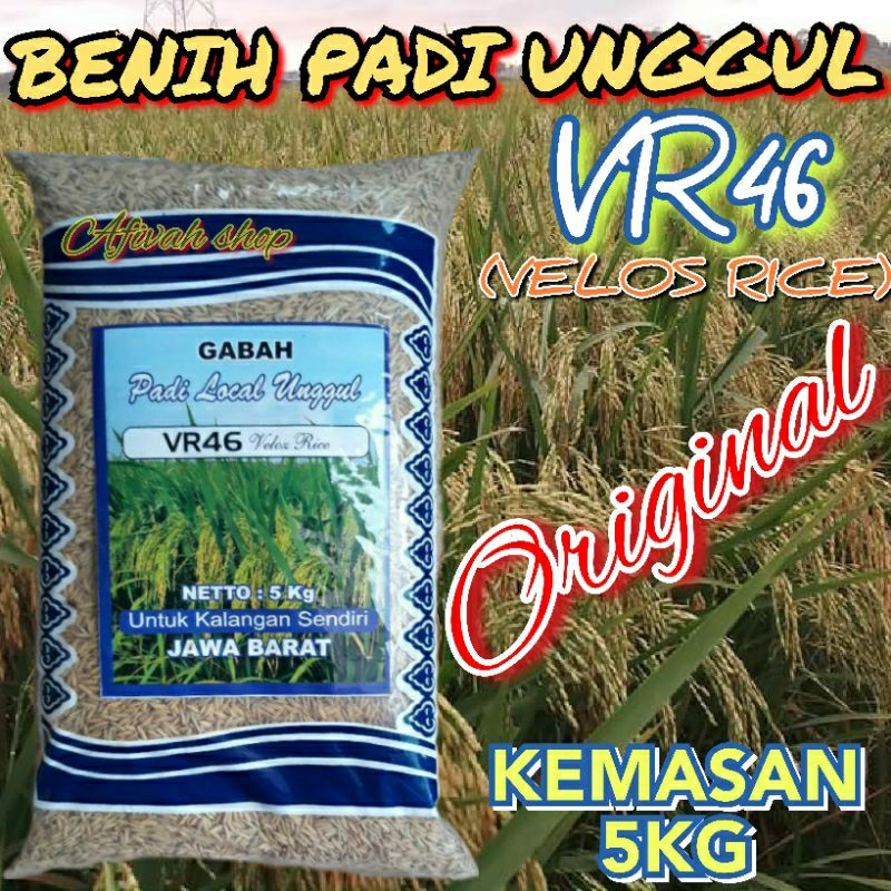 Bibit Benih Padi Unggul VIRAL VR46 GENJAH TERBARU KEMASAN 5KG Original