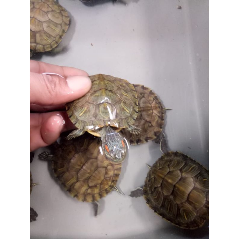 hiasan kura brazil jumbo (free bubble warp)