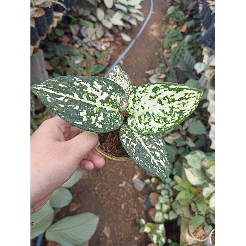 Aglaonema Aglonema Big Leaf