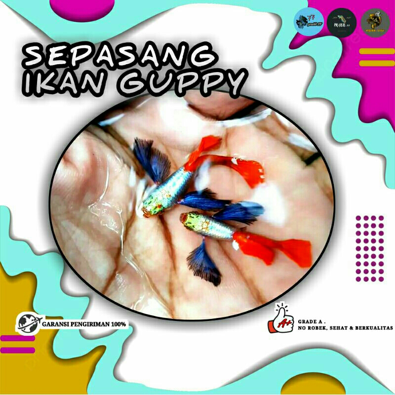 ikan hias guppy sepasang PRTDE (platinum red tail dumbo ear)