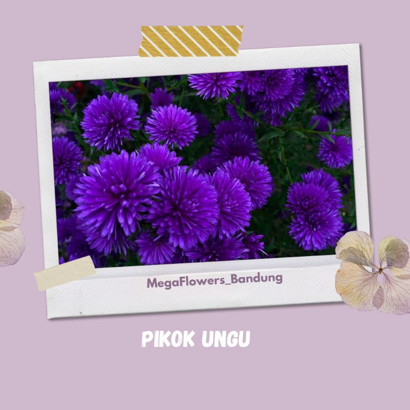 Bunga Potong Pikok Double Biru / Ungu - Fresh Flowers