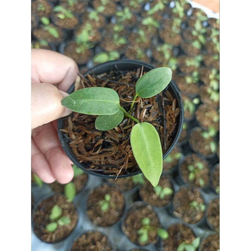 Anthurium Waroqeanum / Anthurium Lidah Gajah