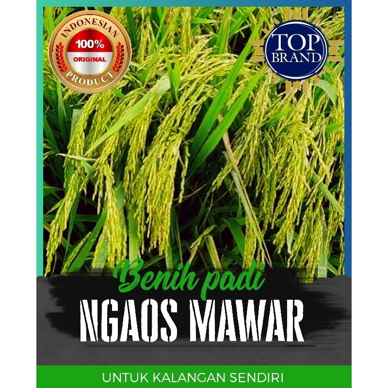 benih padi ngaos mawar 5kg