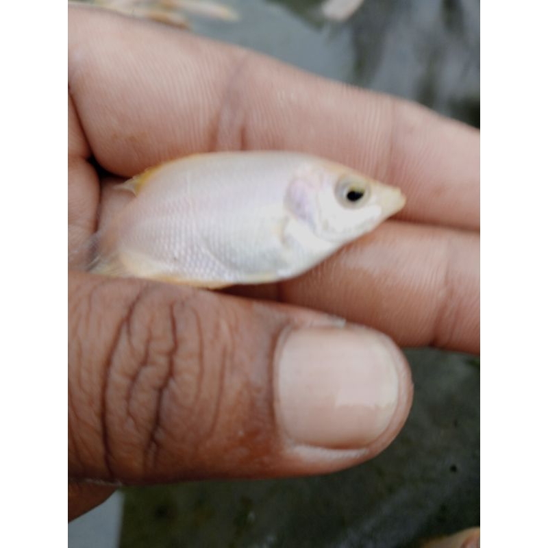 paket 10 Gurame Padang jempolan