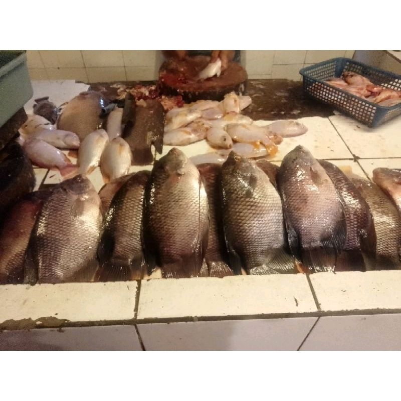 

ikan nila merah