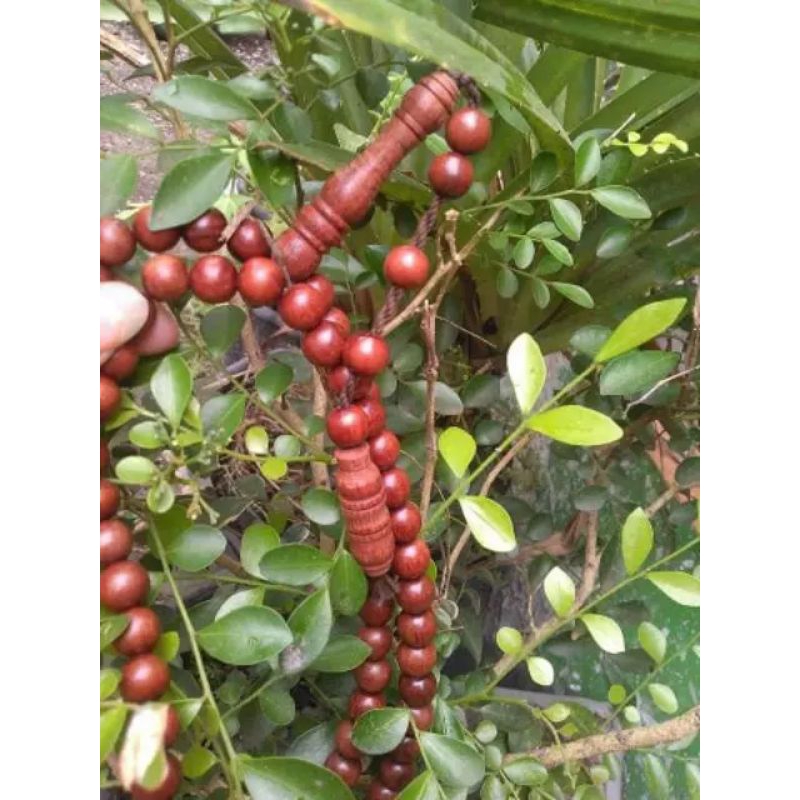 Tasbih kayu nagasari 10mm tasbih galih nagasari asli 99 butir