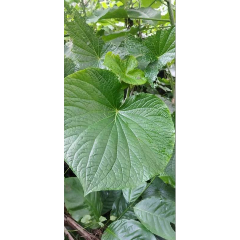 

Daun gedebong asli berat 100g untuk obat herbal