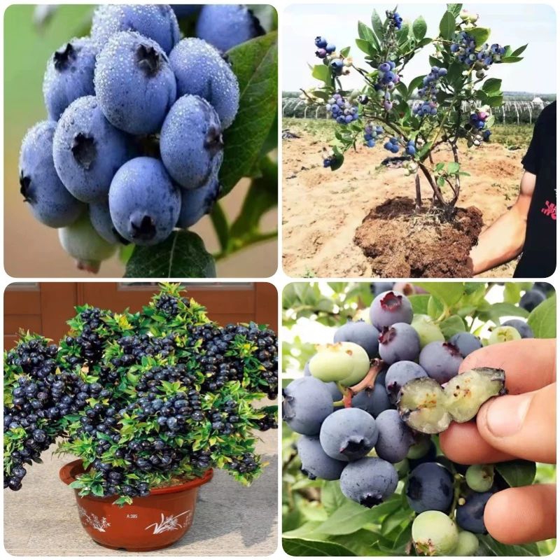 Bibit Blue Berry // Bibit Blueberry