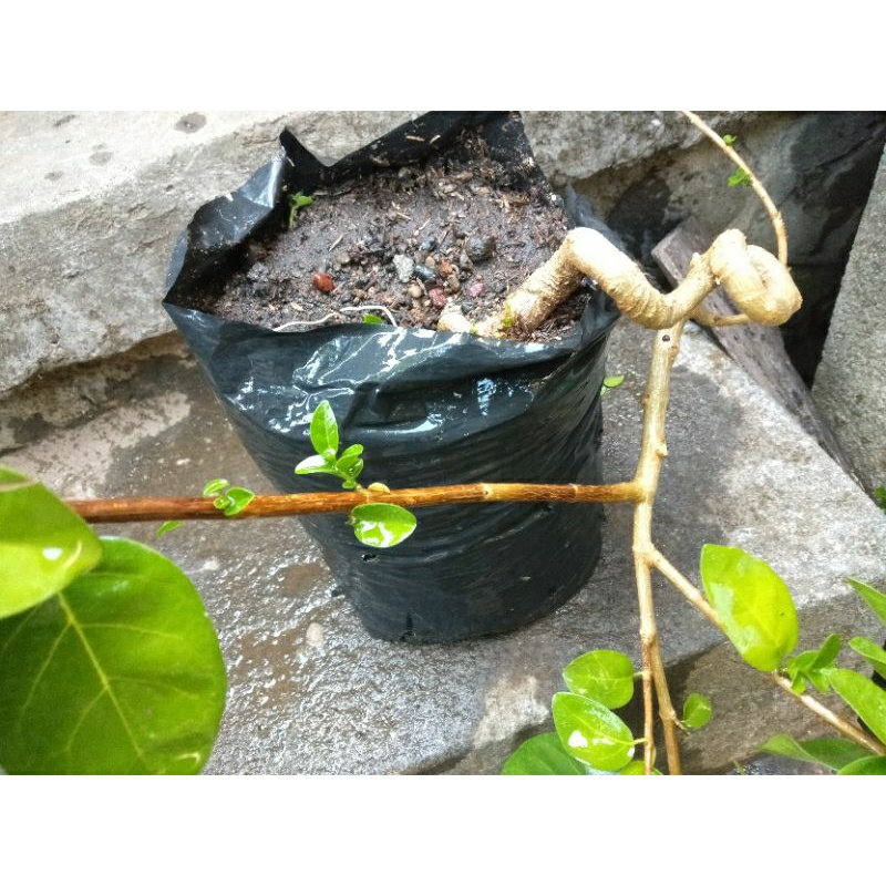 bahan bonsai sancang*small