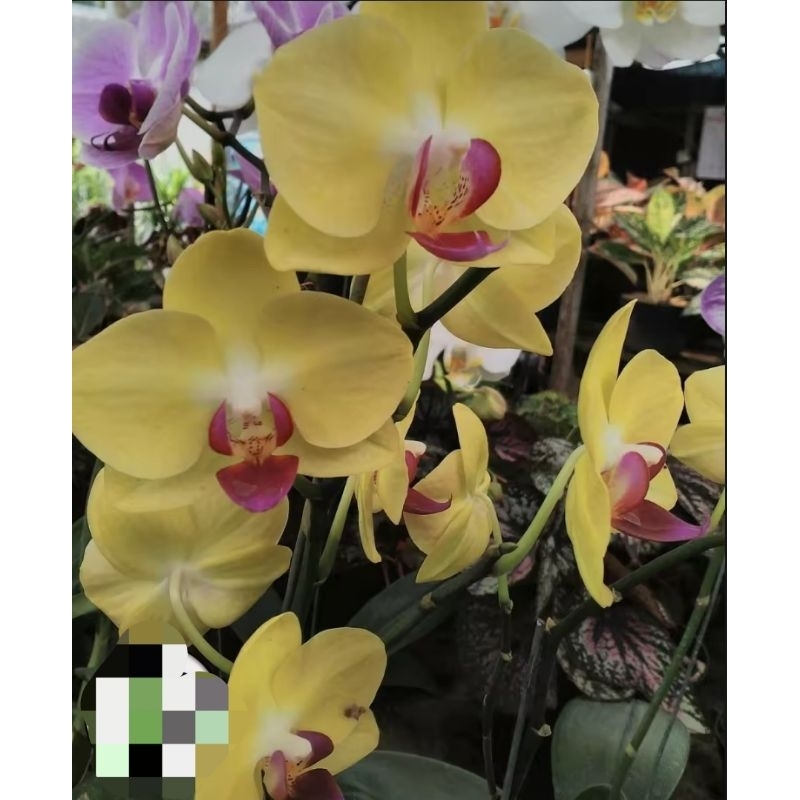 Anggrek Dendrobium dewasa bunga kuning cantik dewasa